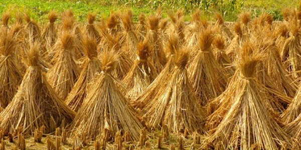 秸稈打包機有什么用？秸稈打包機工作原理詳細介紹